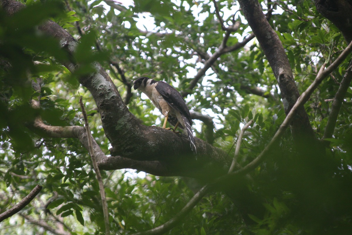 Collared Forest-Falcon - ML564671281