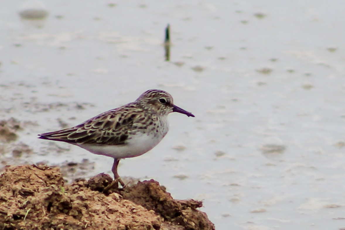 Least Sandpiper - Derrick  Ingle