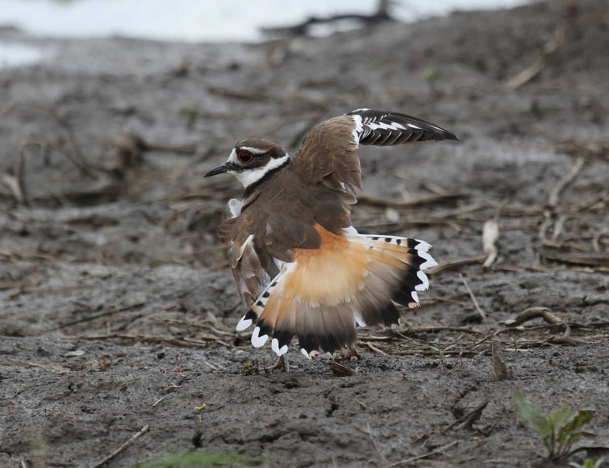 Killdeer - ML56467401