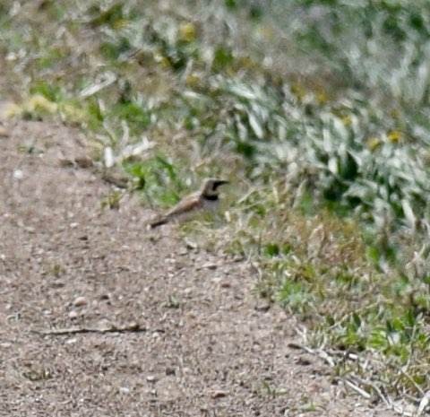 Horned Lark - Trina McPherson