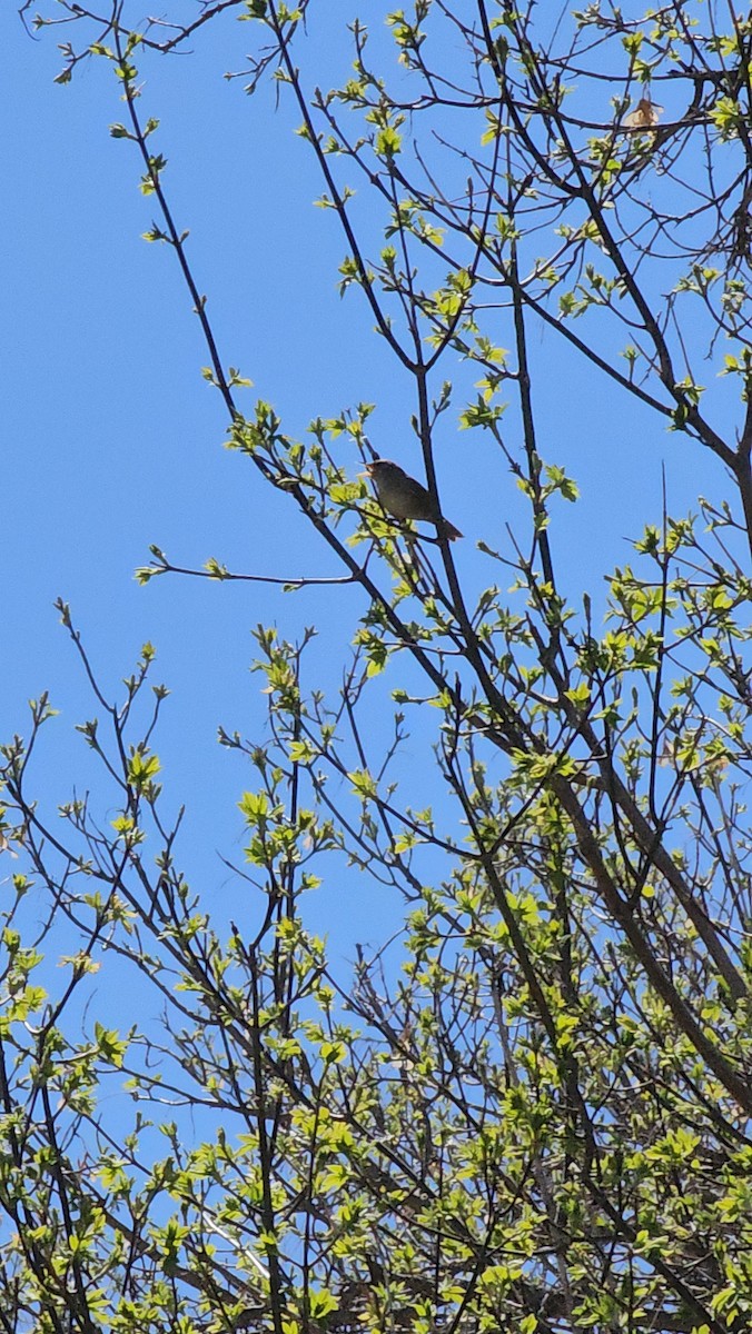 House Wren - ML564675621