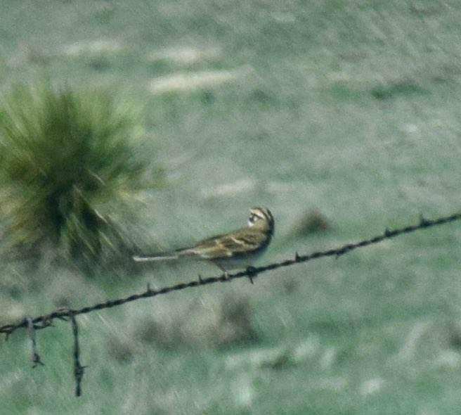 Lark Sparrow - ML564675781