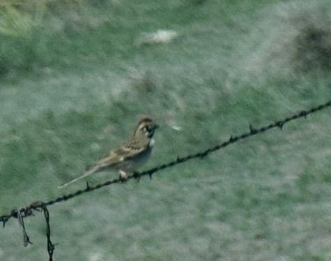 Lark Sparrow - ML564675791