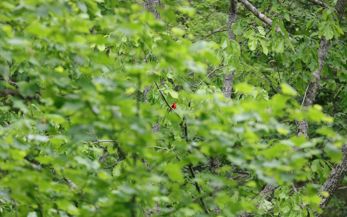 Scarlet Tanager - ML564675801