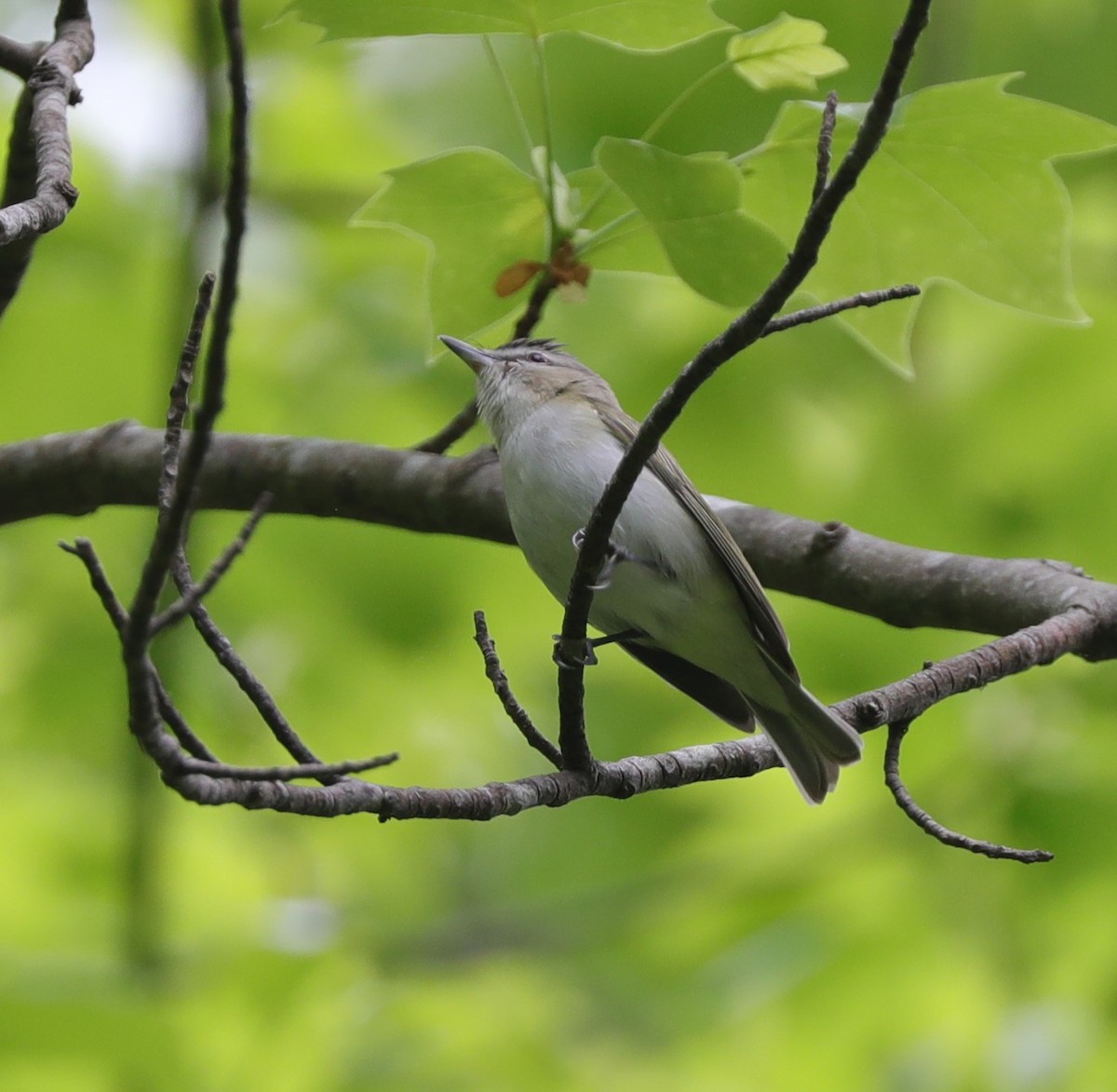 Red-eyed Vireo - ML564676981