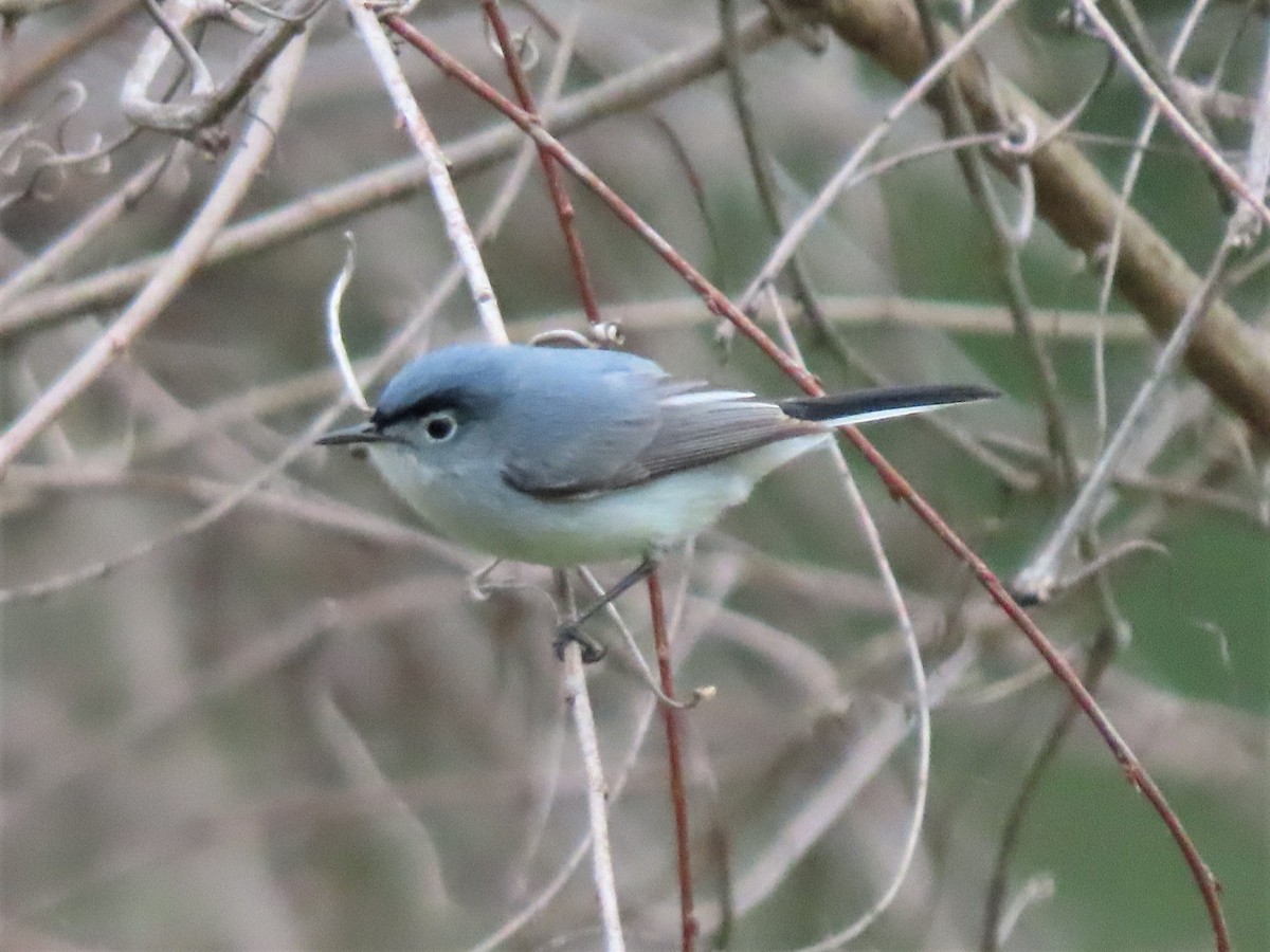 Blue-gray Gnatcatcher - ML564677011