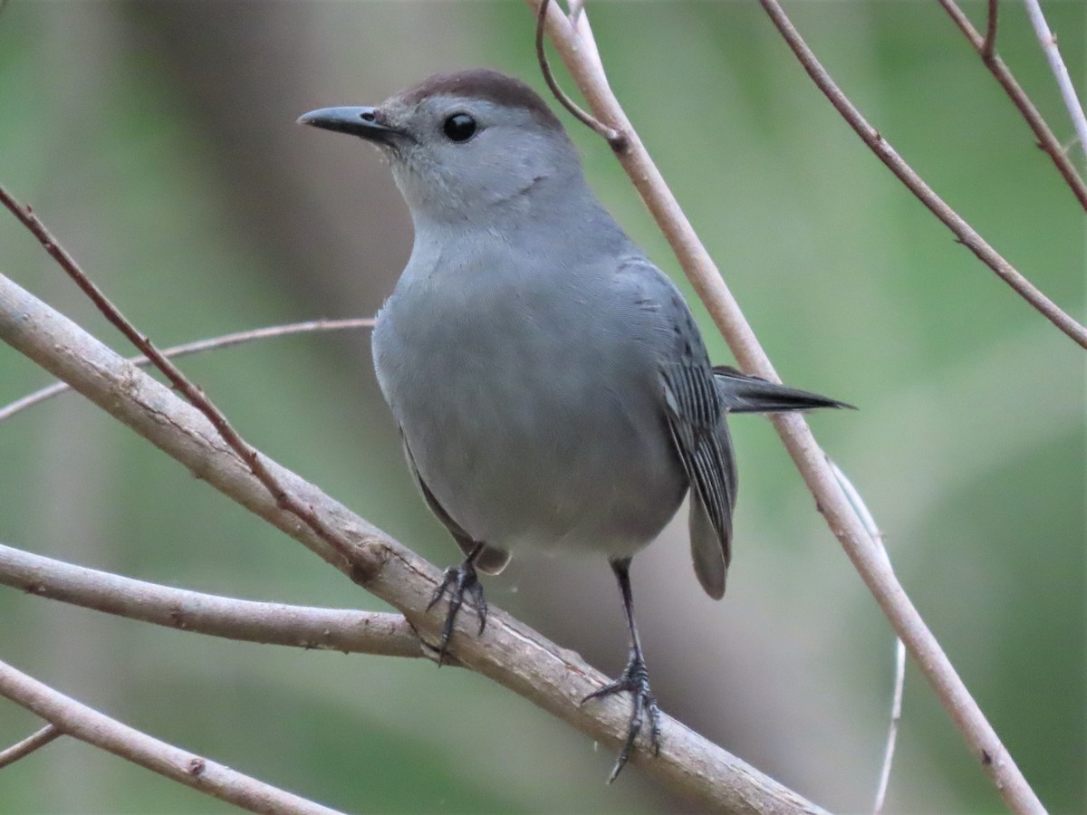 Pájaro Gato Gris - ML564677181