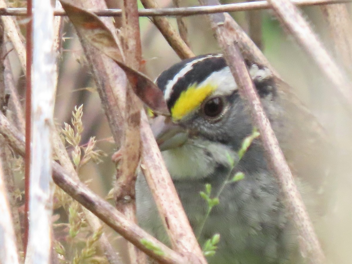 White-throated Sparrow - ML564677321