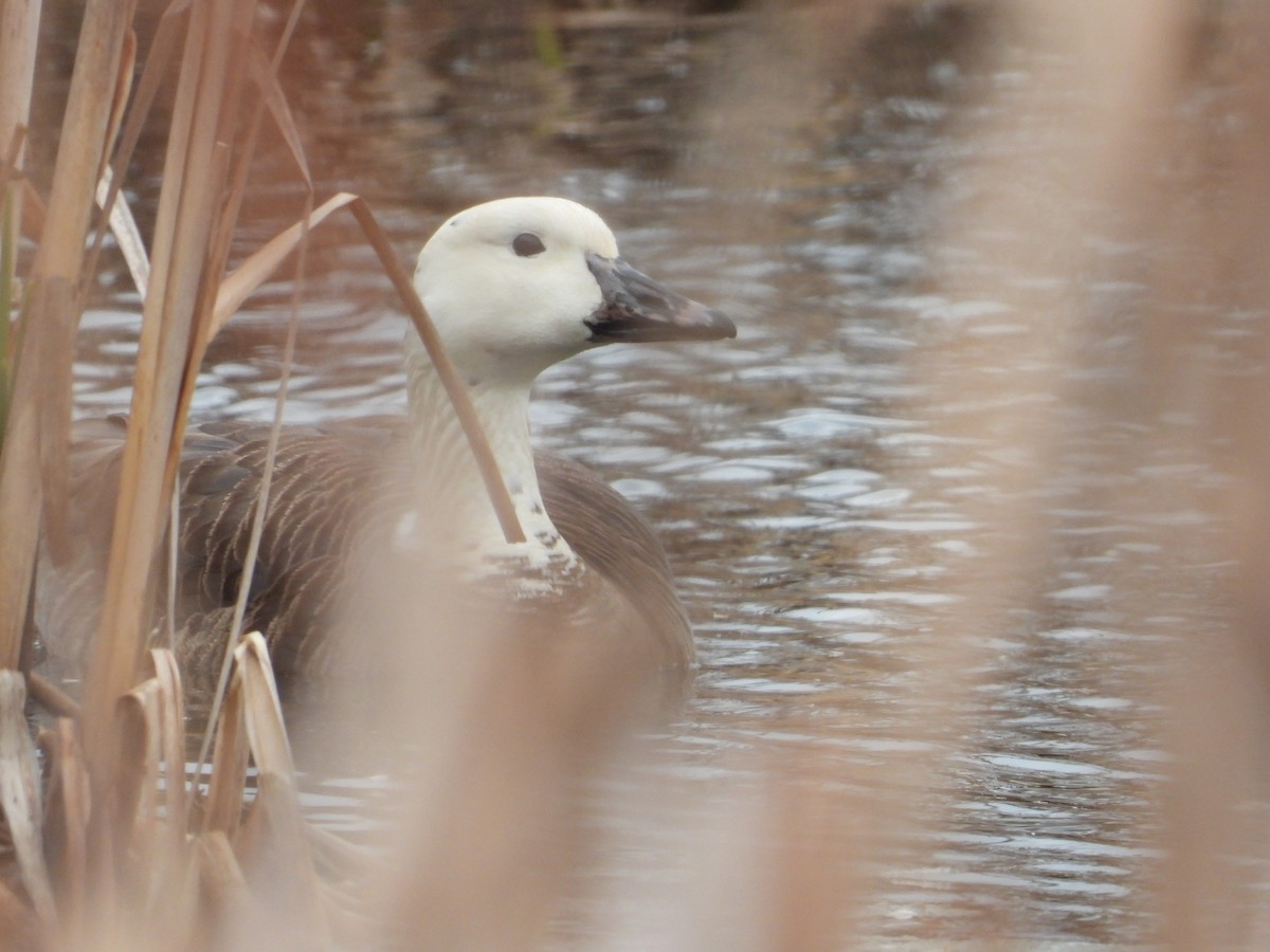 Snow x Canada Goose (hybrid) - ML564677571