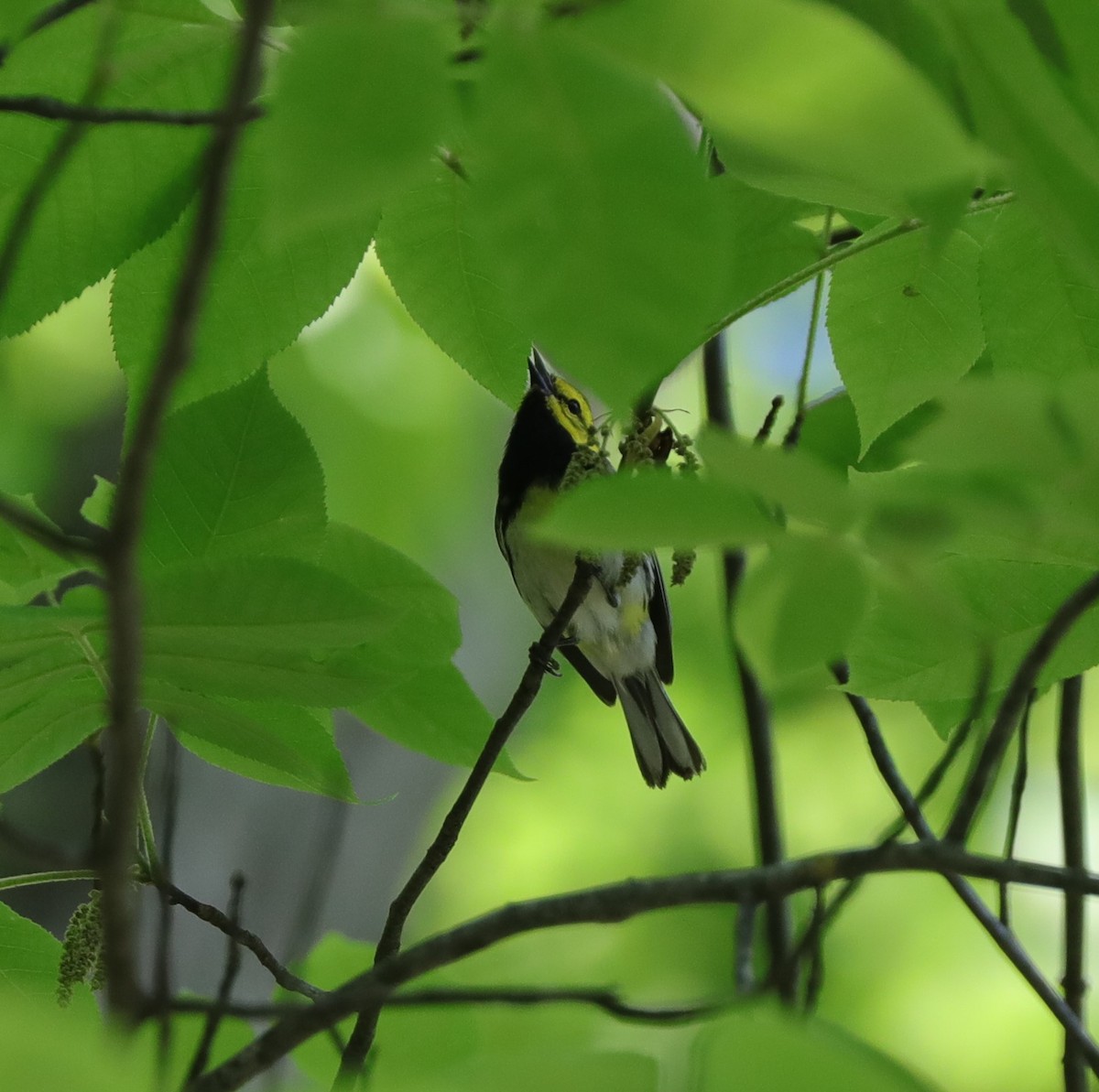 Black-throated Green Warbler - ML564677901