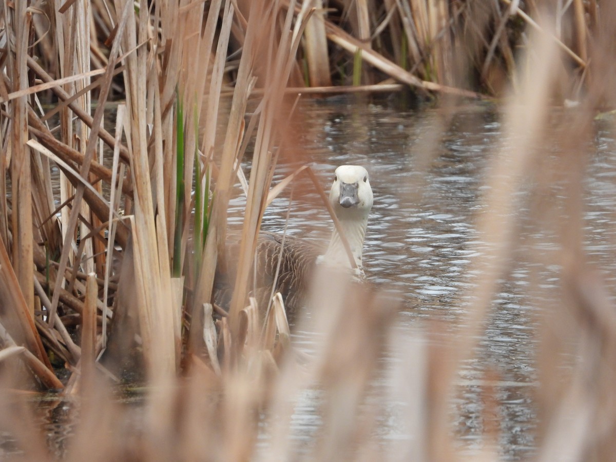 Snow x Canada Goose (hybrid) - ML564677911