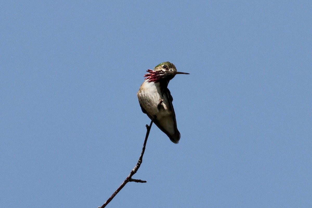 Calliope Hummingbird - ML564678171