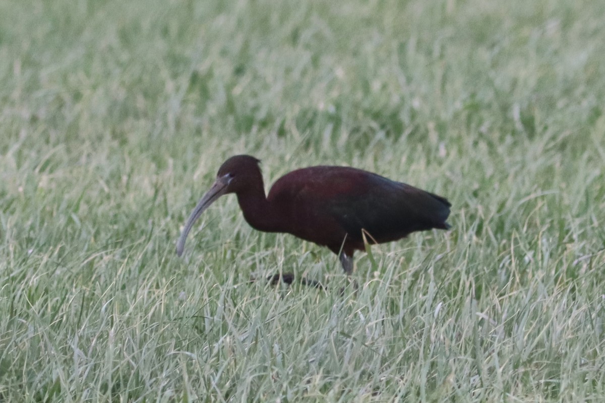ibis hnědý - ML564679331