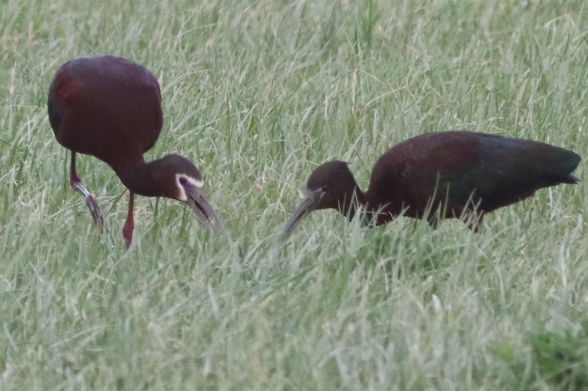 Glossy Ibis - ML564679511