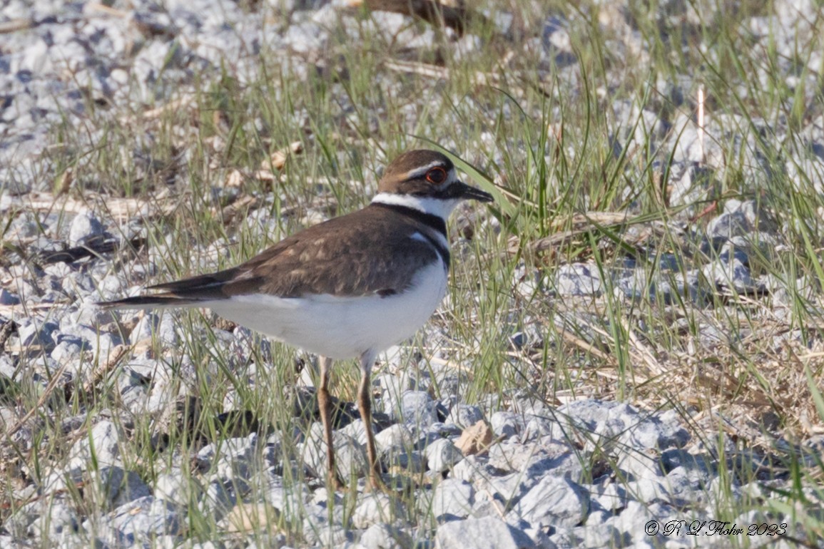 Killdeer - ML564680261