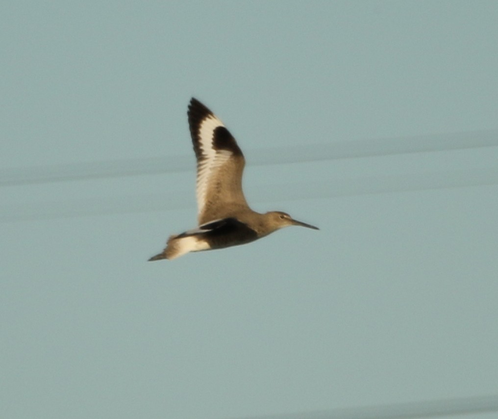 Willet - River Ahlquist