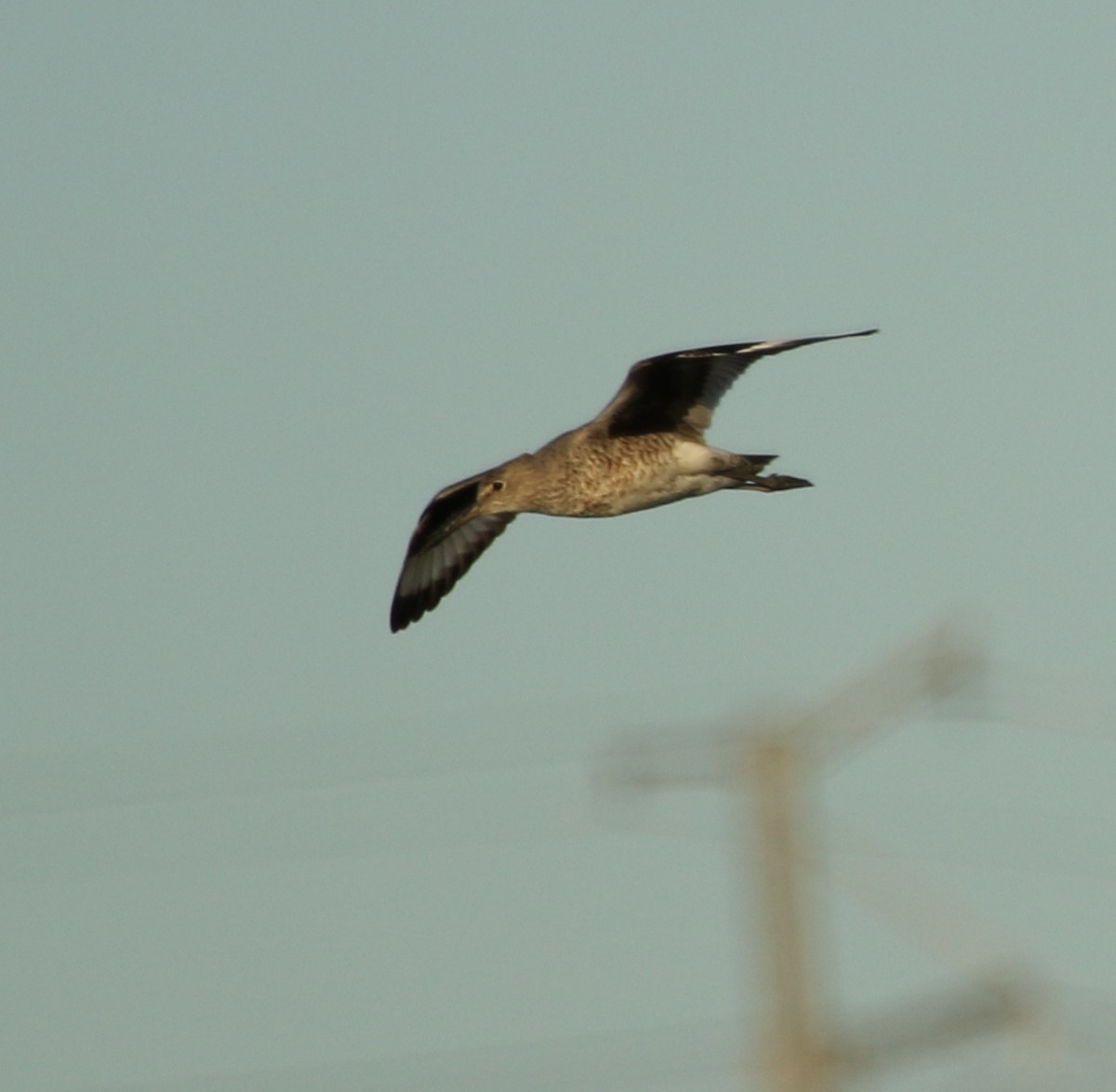 Willet - River Ahlquist