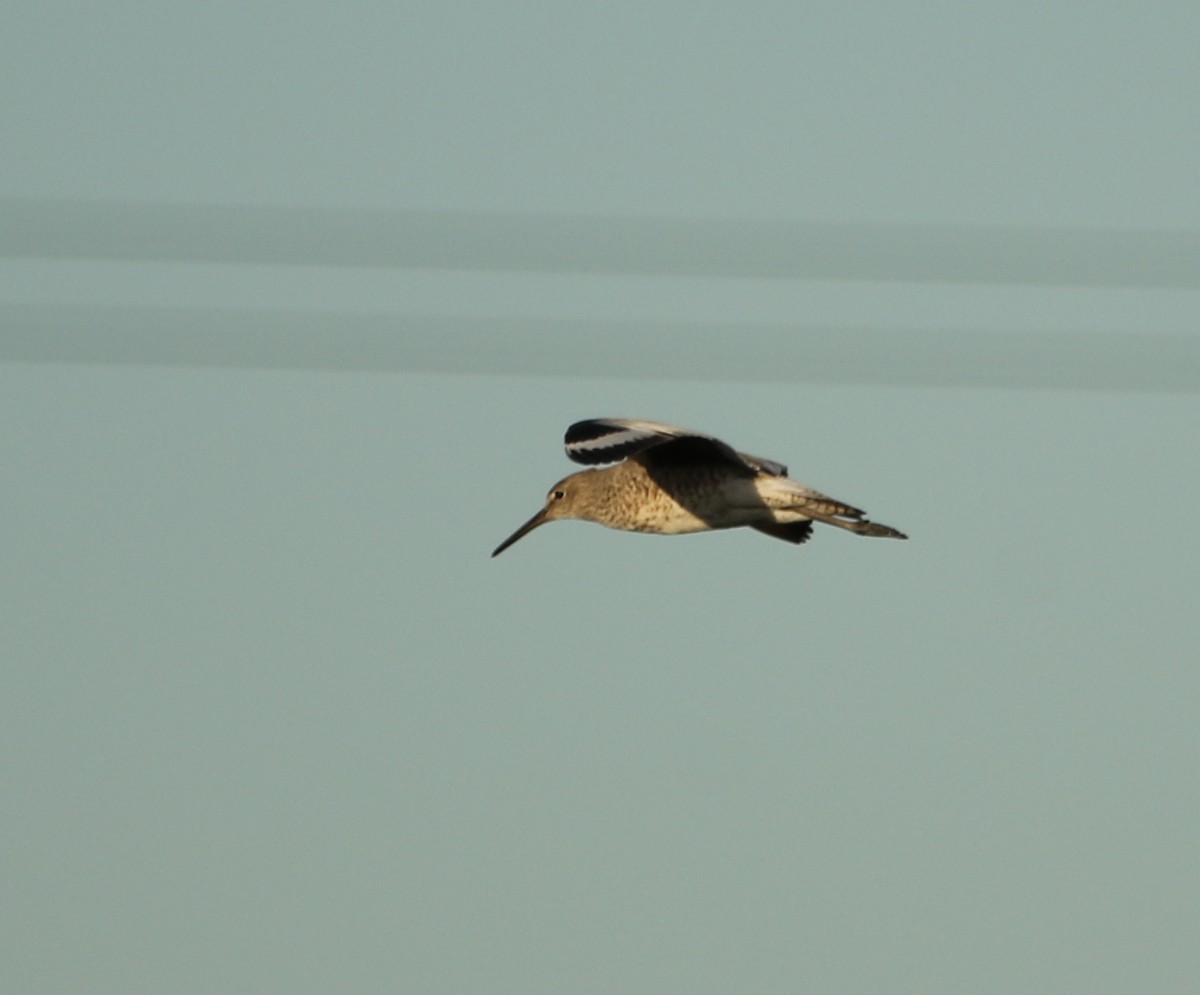 Willet - River Ahlquist