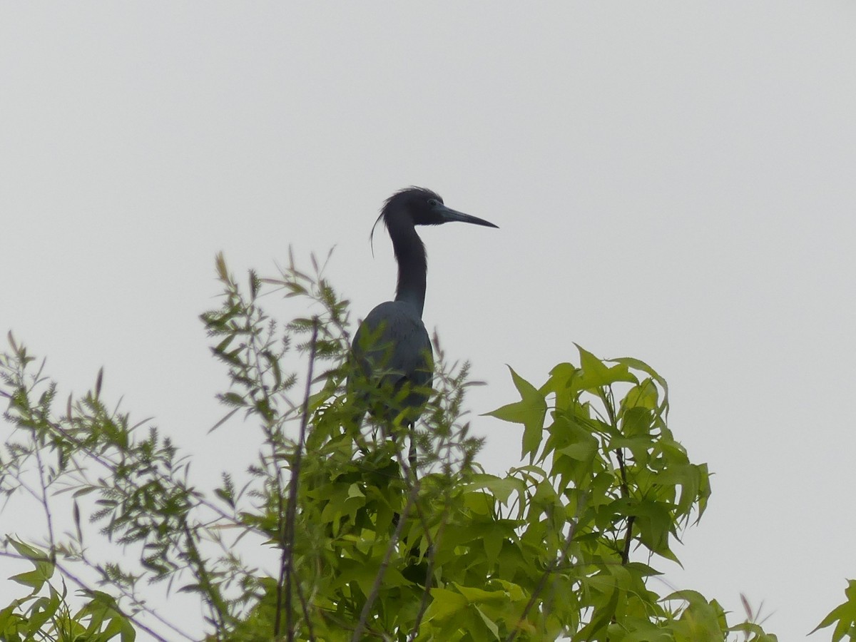 Little Blue Heron - ML564681901