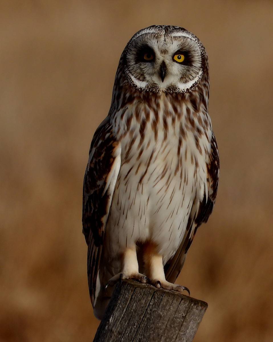 Short-eared Owl - ML564682631