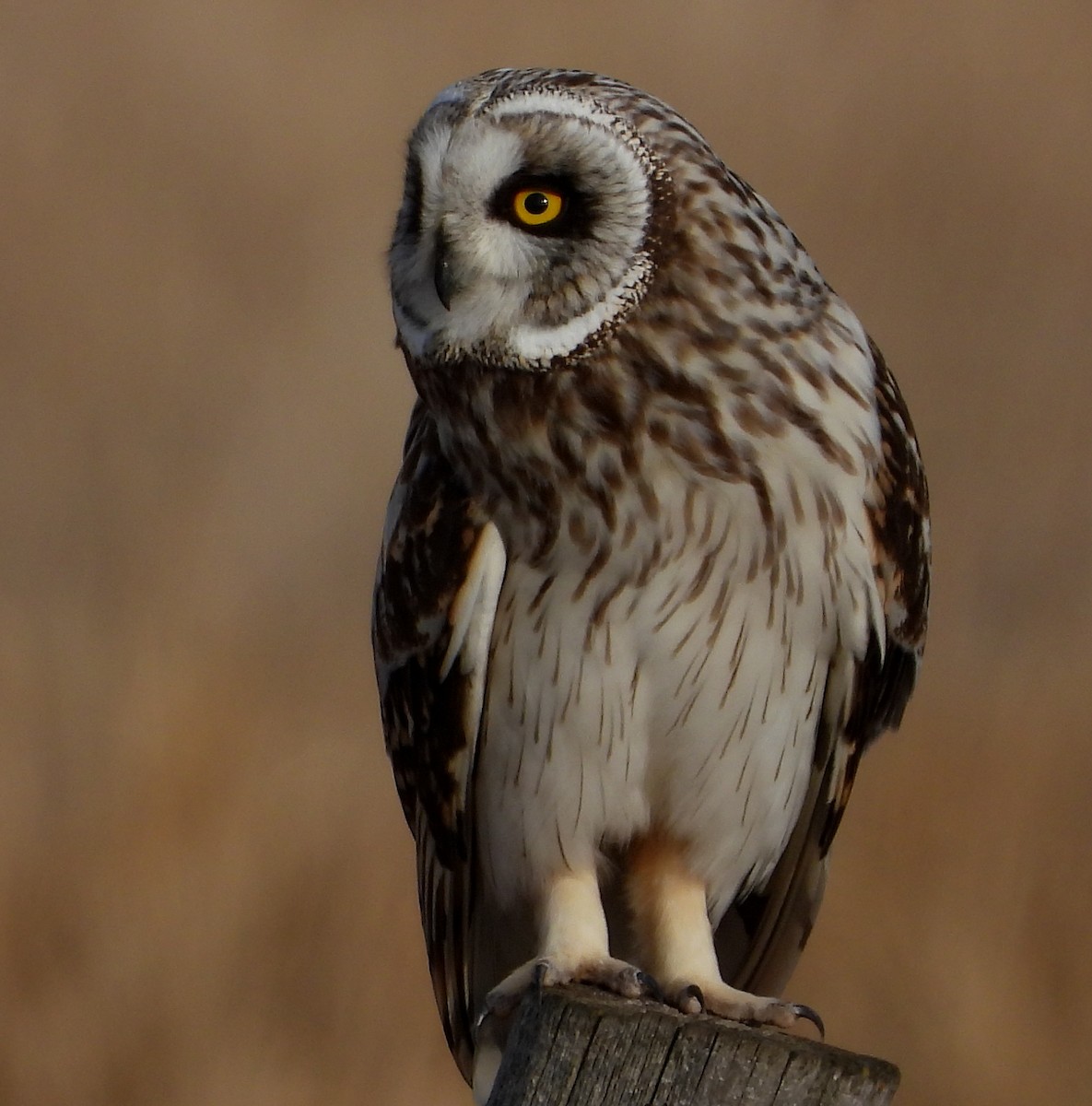 Short-eared Owl - ML564682701