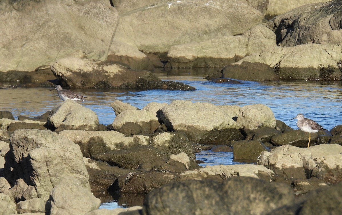 Greater Yellowlegs - ML564682771