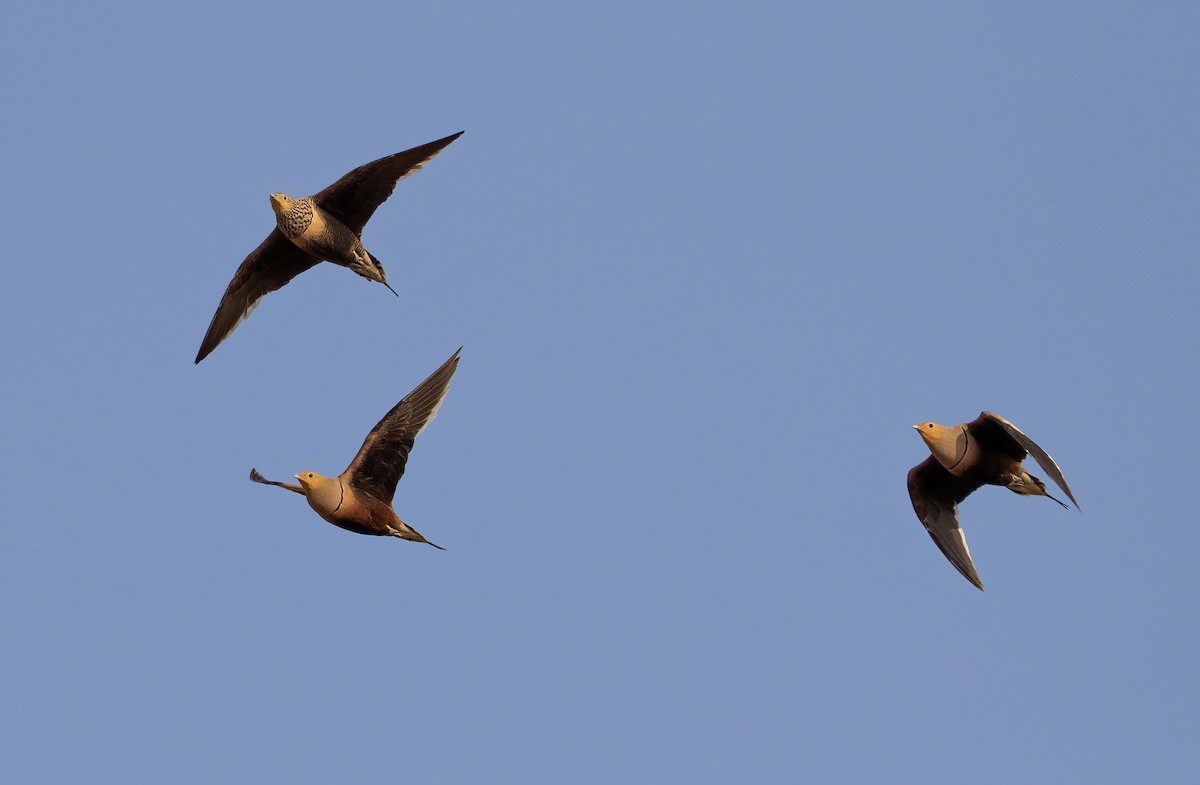 Chestnut-bellied Sandgrouse - George Armistead | Hillstar Nature