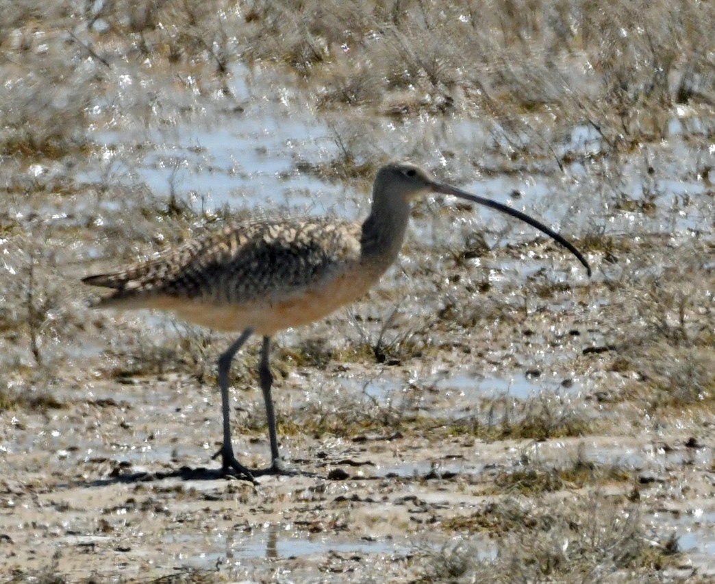 Long-billed Curlew - ML564684251
