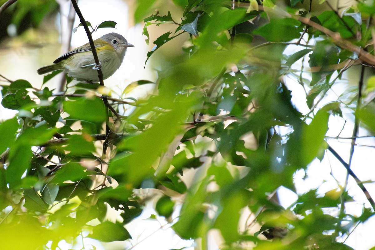 Graukappenvireo (decurtata/darienensis) - ML564685791