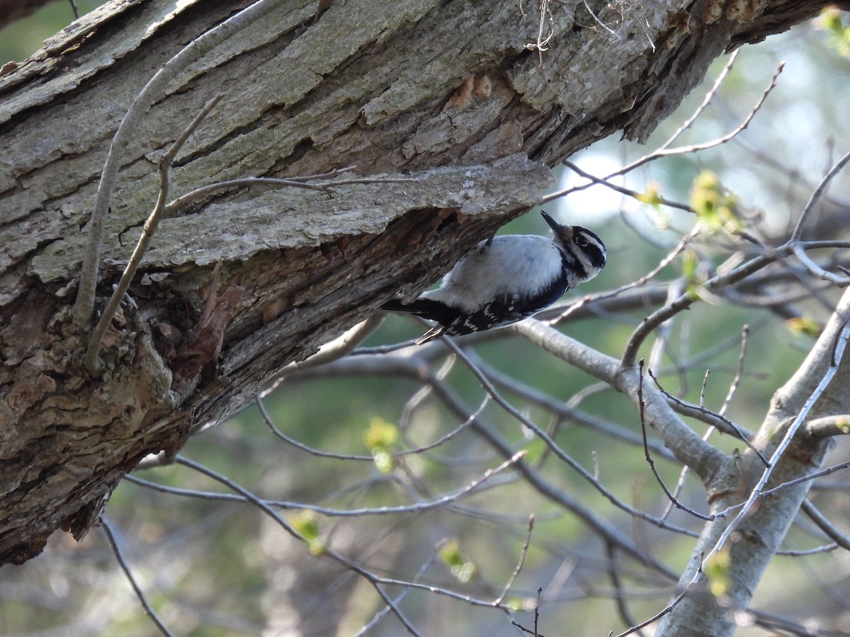 Hairy Woodpecker - ML564685951