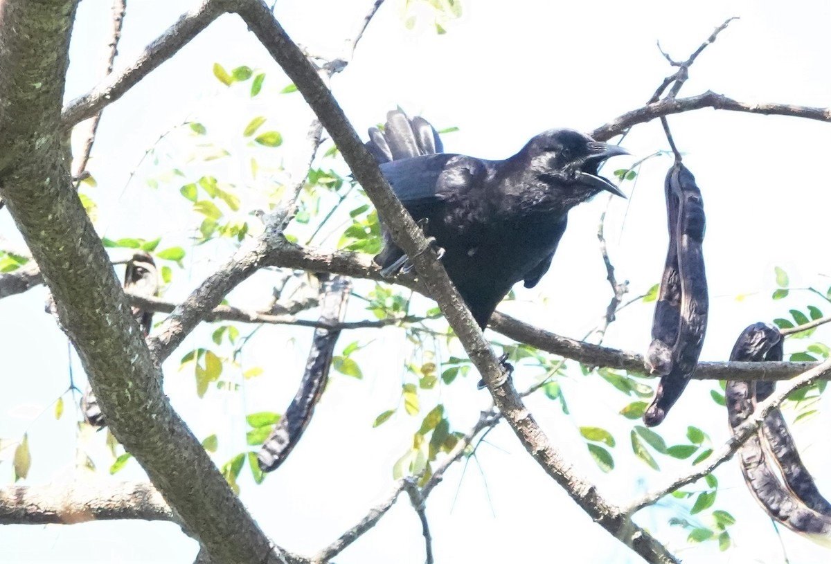 Cuban Crow - Peter Burke