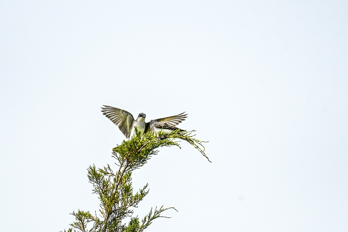 Eastern Kingbird - Jenn Clementoni