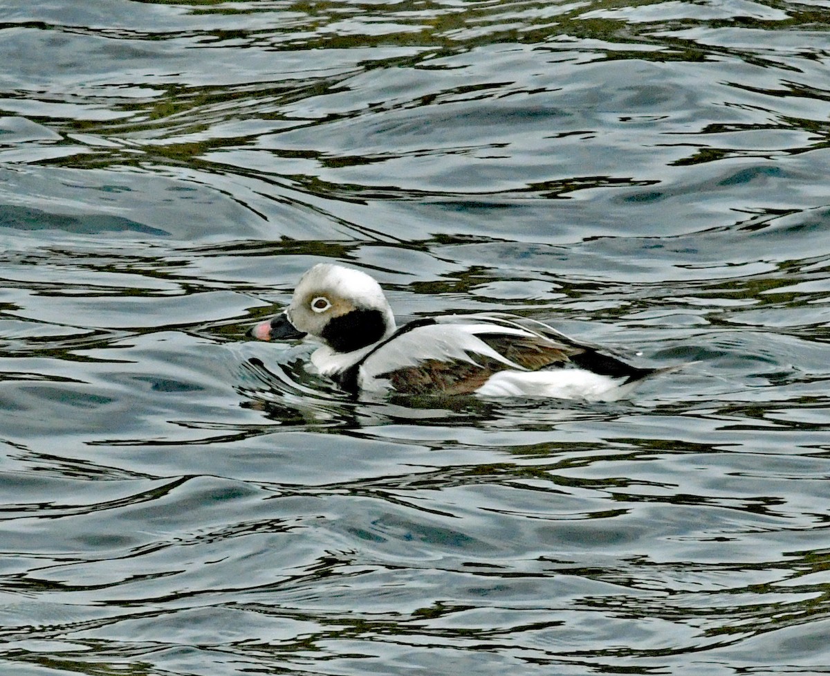 Long-tailed Duck - ML564690341