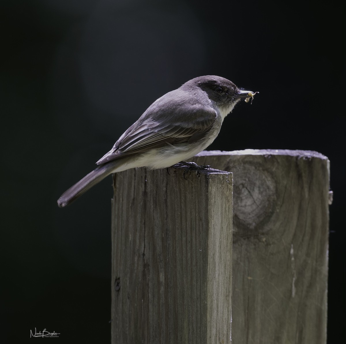 Eastern Phoebe - Jennifer Miller