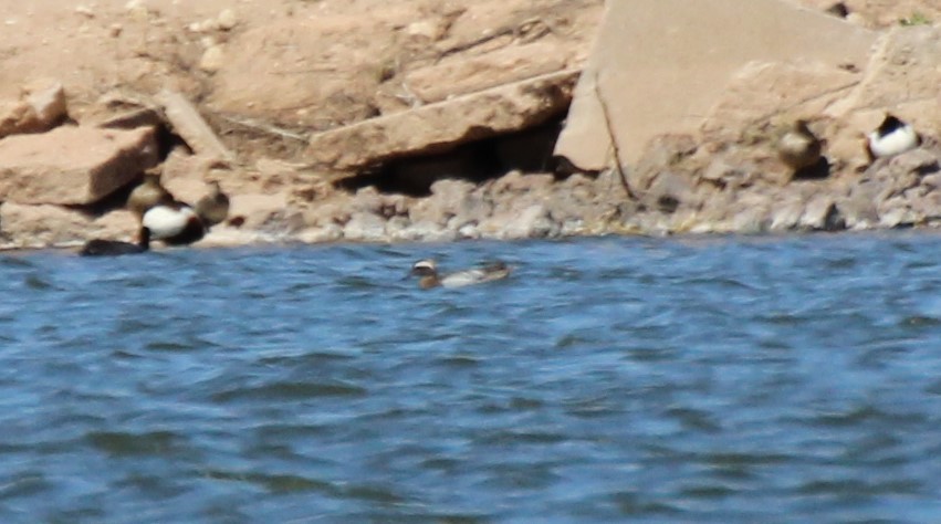 Garganey - ML564691571