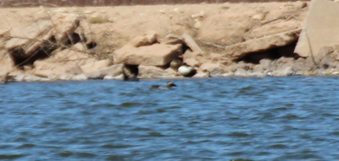Garganey - ML564691621