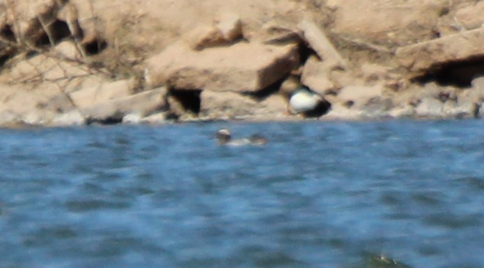 Garganey - Adair Bock