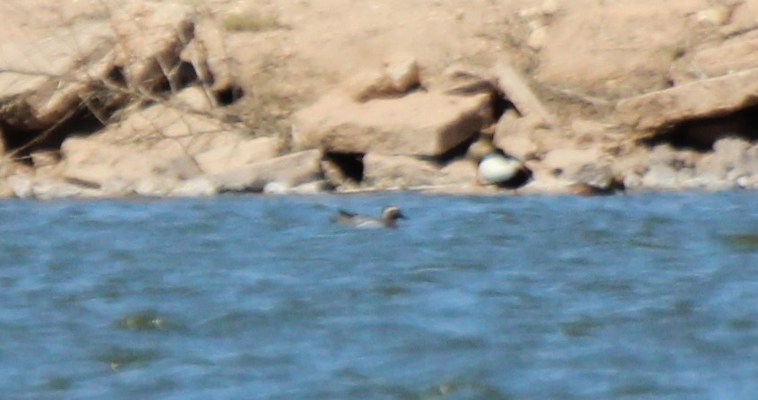 Garganey - ML564691961