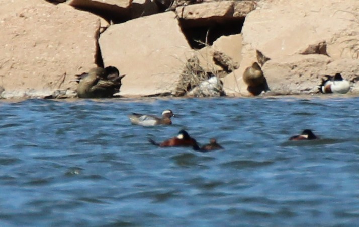 Garganey - ML564692011