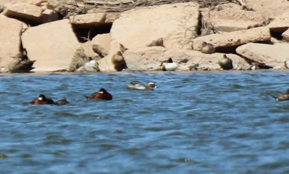 Garganey - ML564692041