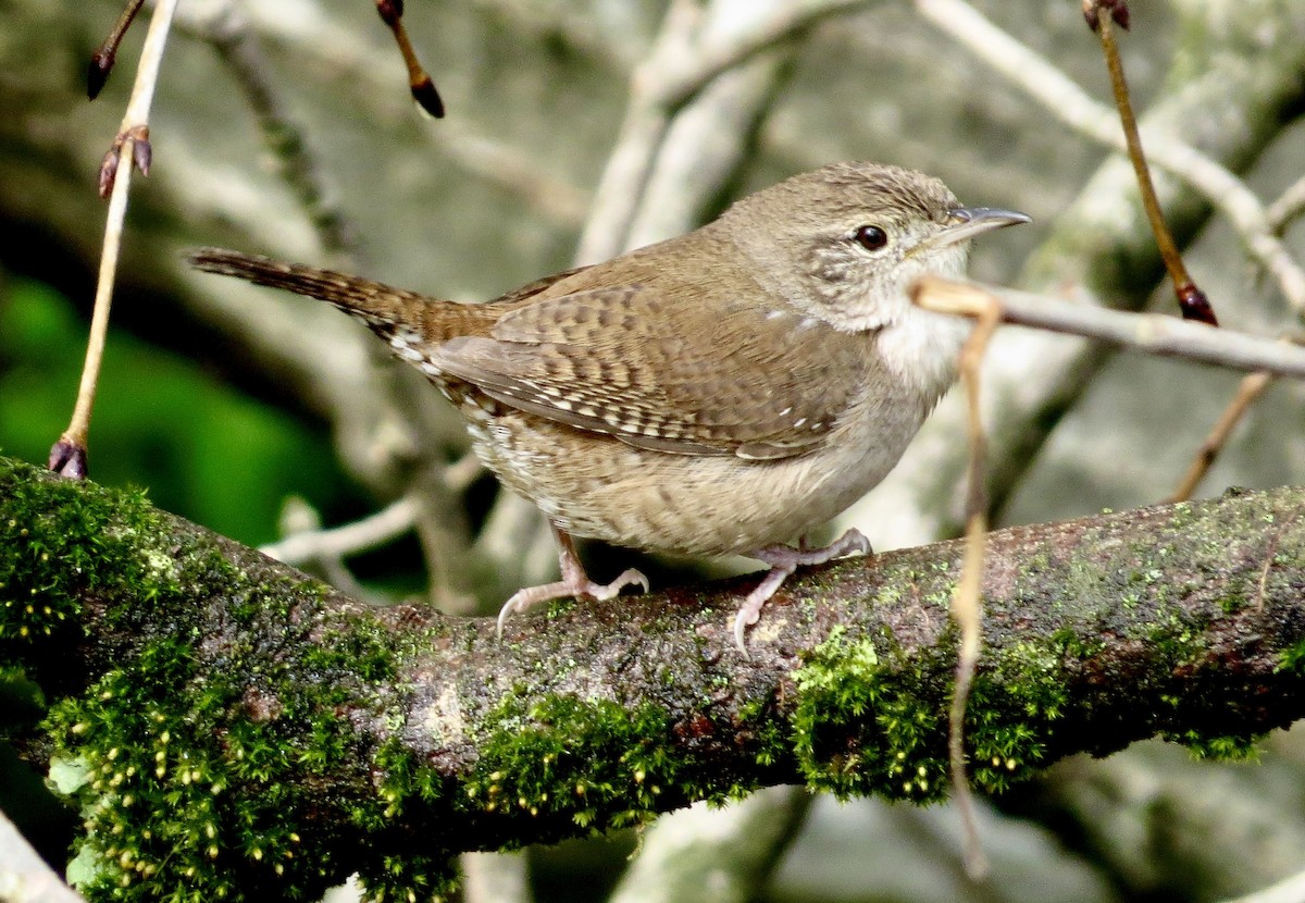 House Wren - ML564692251