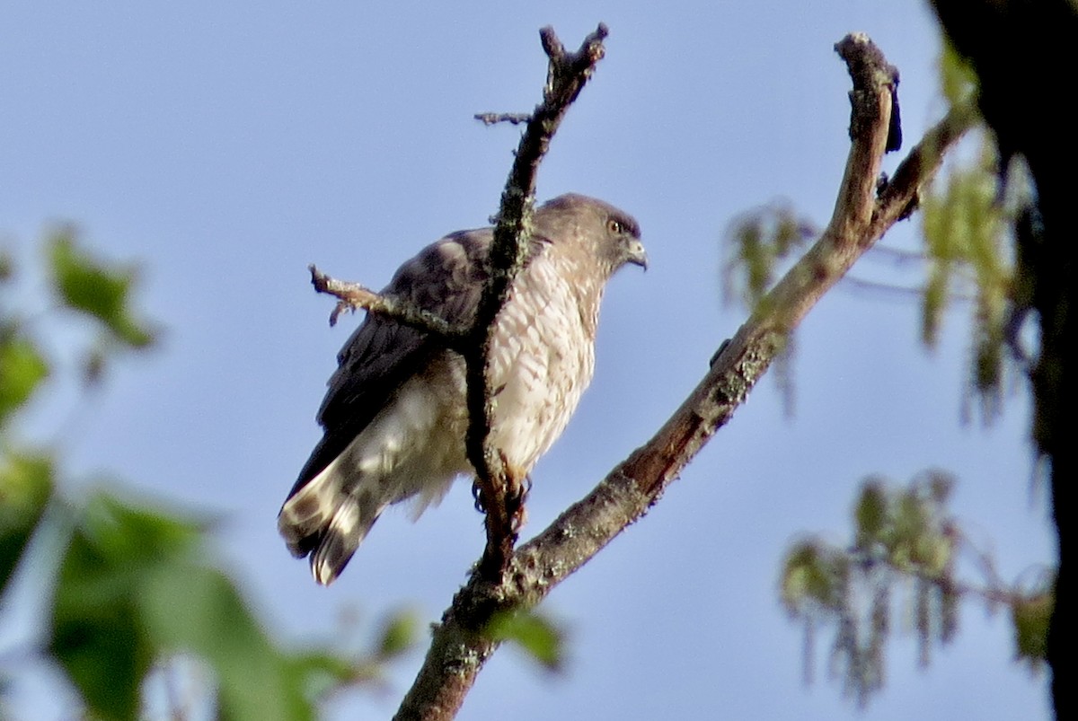 Broad-winged Hawk - ML564694601