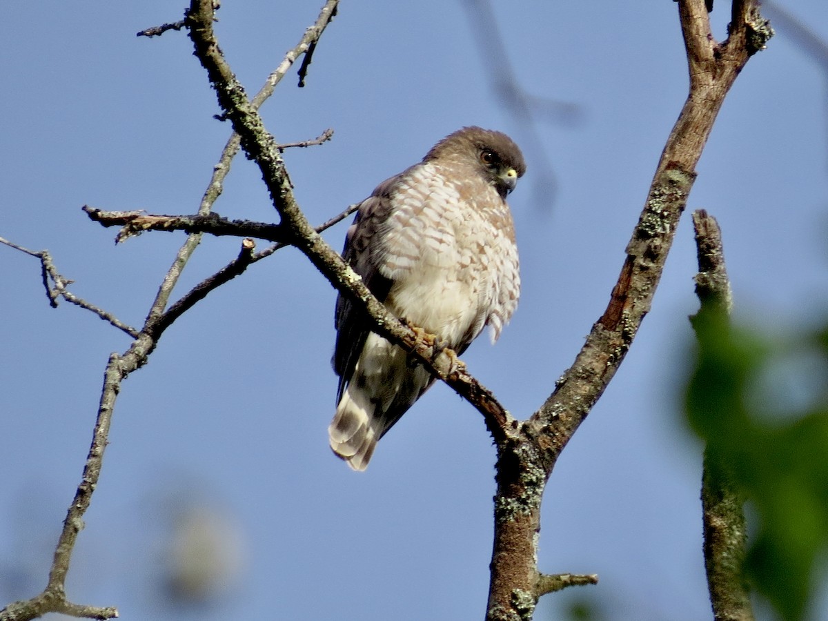 Breitflügelbussard - ML564694611