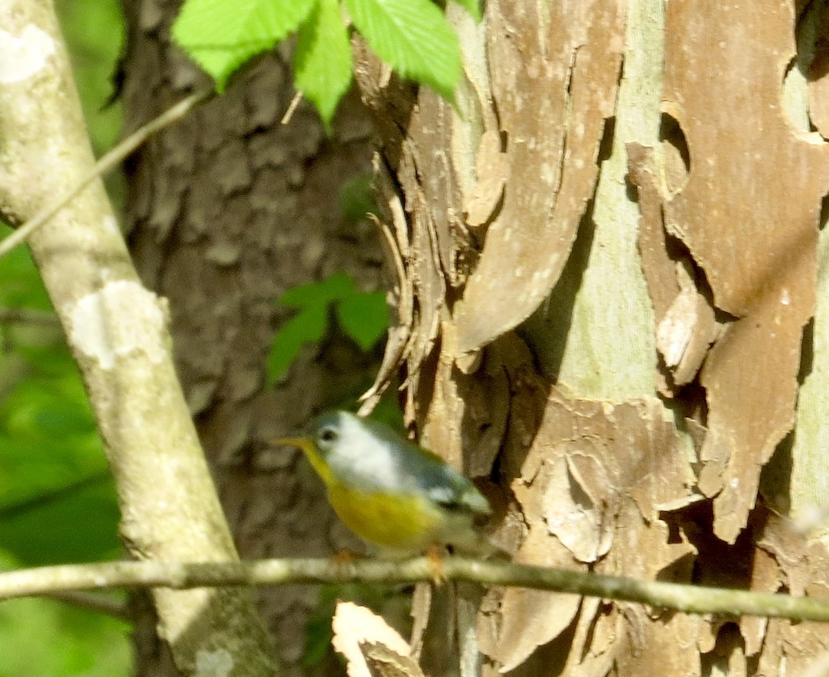 Northern Parula - ML564694751