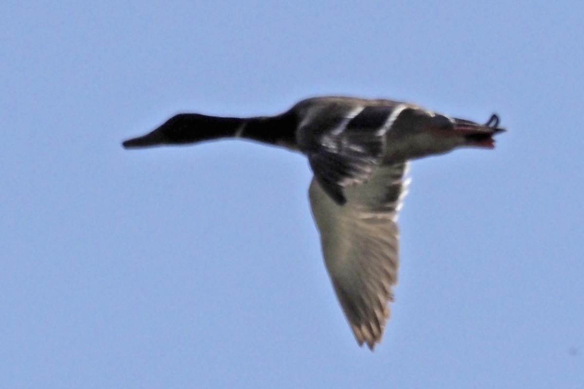 Mallard - ML564694801