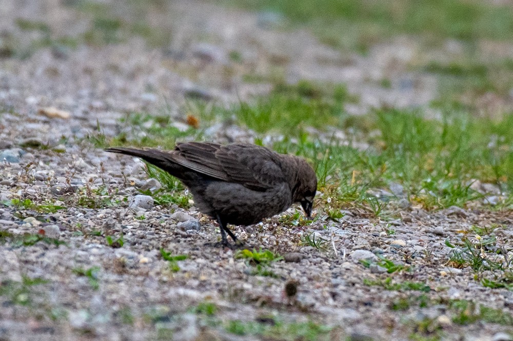 Brown-headed Cowbird - ML564695361