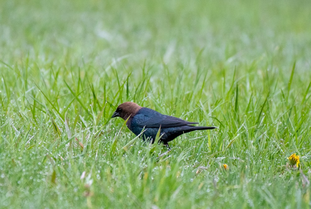Brown-headed Cowbird - ML564695371