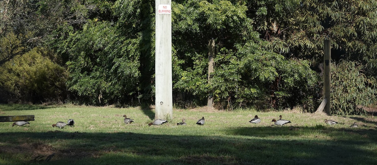 Maned Duck - ML564695381
