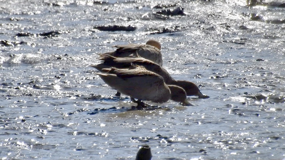 Yellow-billed Teal - ML564696071