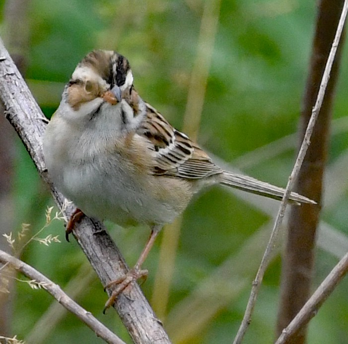 Clay-colored Sparrow - Richard Taylor